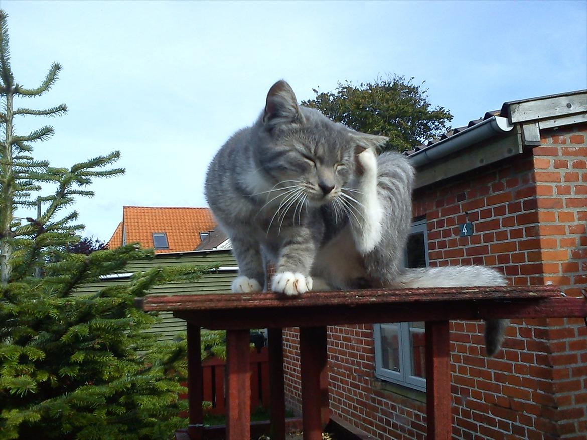 Blanding af racer Skiderik billede 12