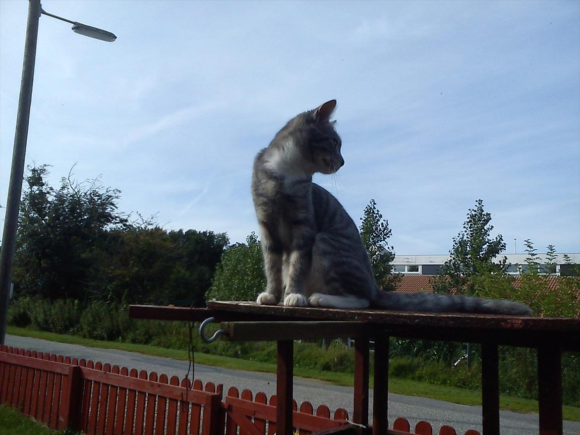 Blanding af racer Skiderik billede 13