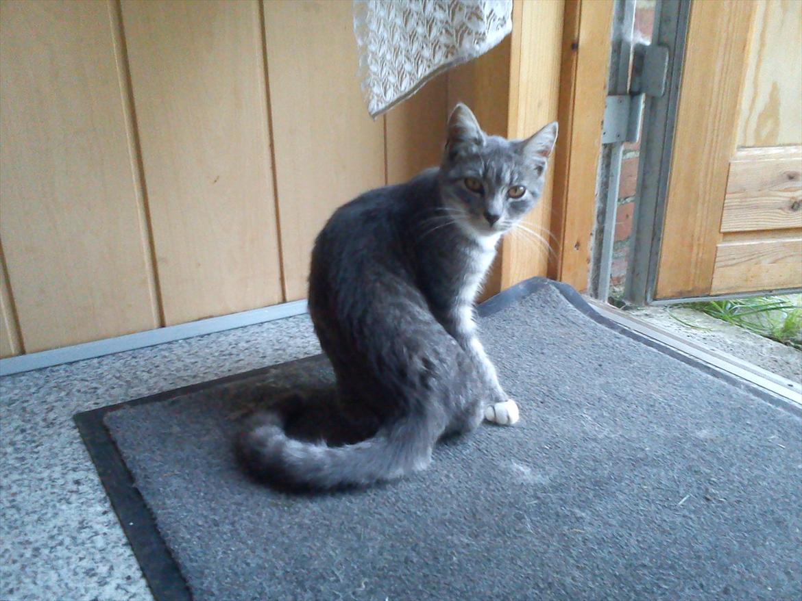 Blanding af racer Skiderik billede 14