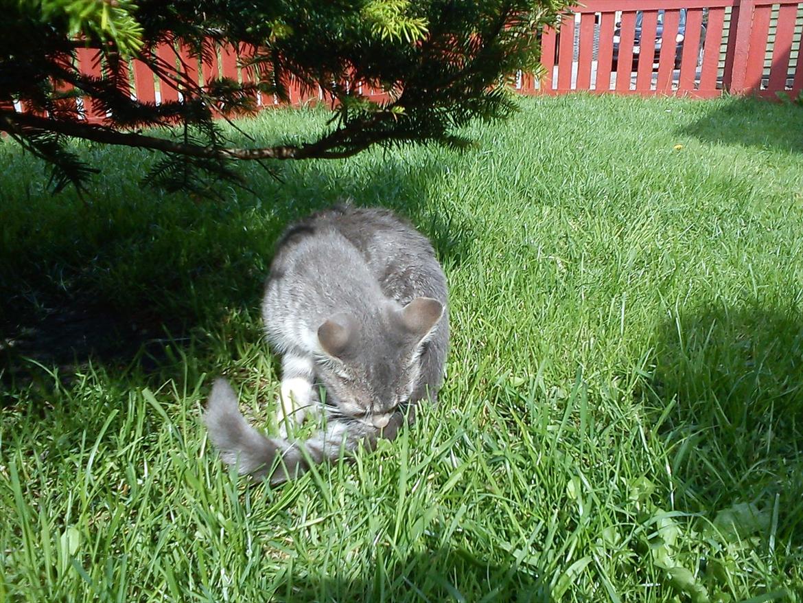 Blanding af racer Skiderik billede 15