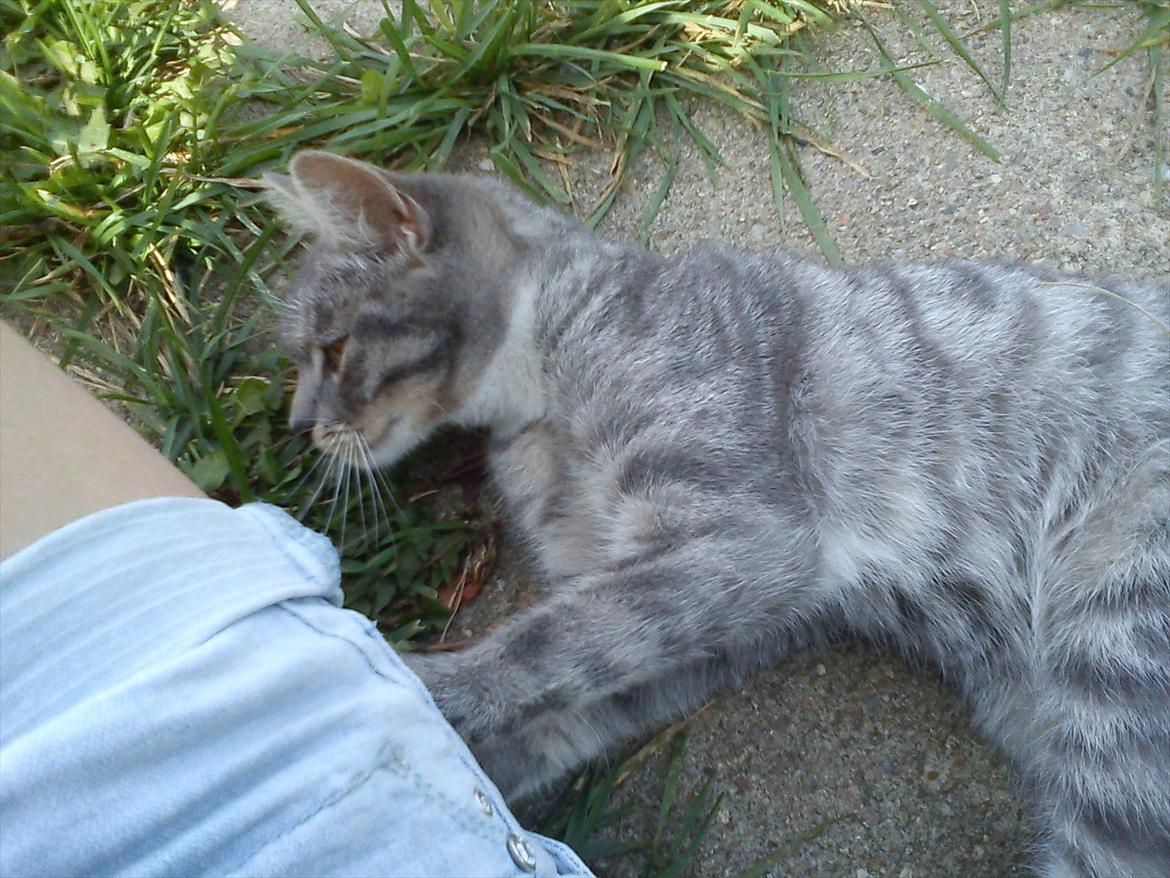 Blanding af racer Skiderik billede 16