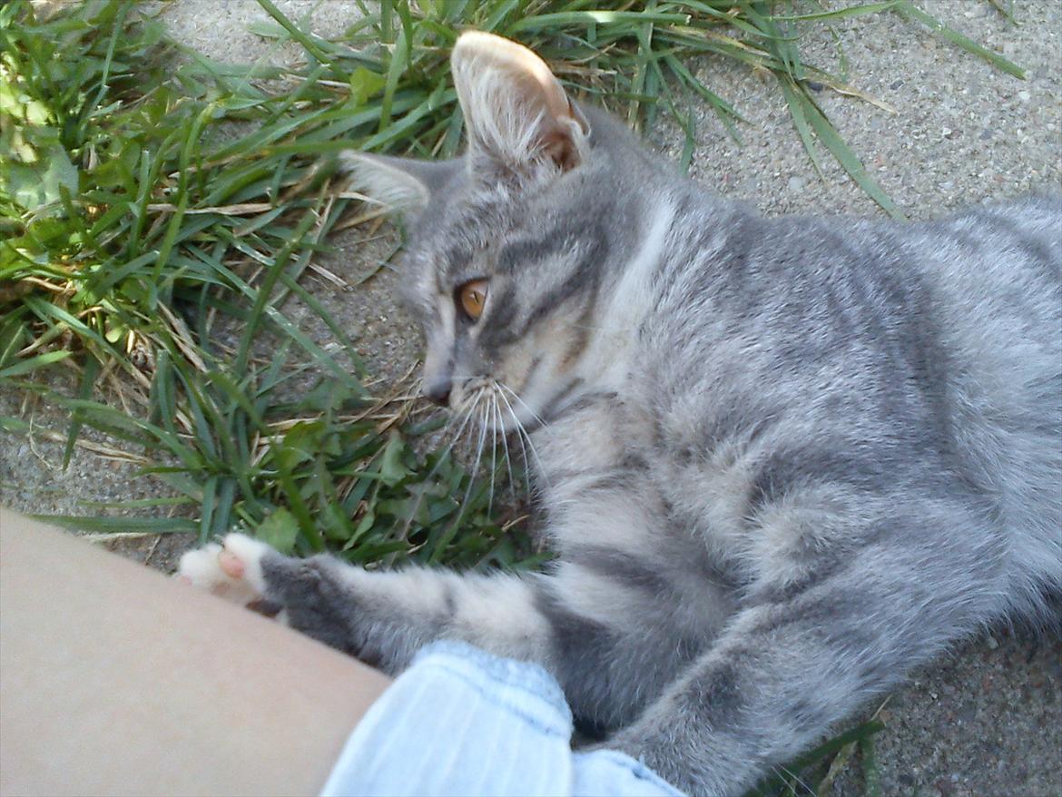 Blanding af racer Skiderik billede 17