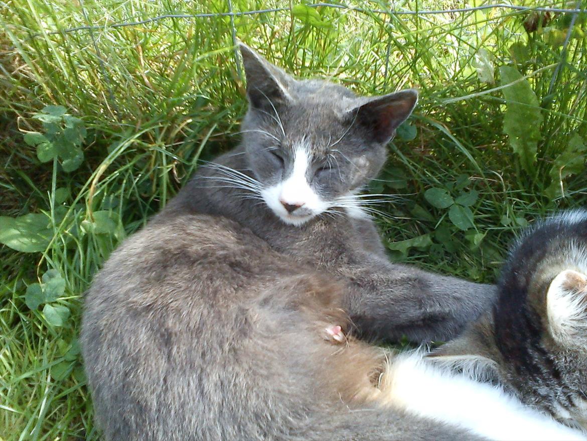 Huskat Plet billede 2