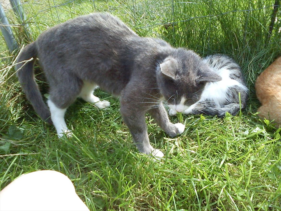 Huskat Plet billede 3