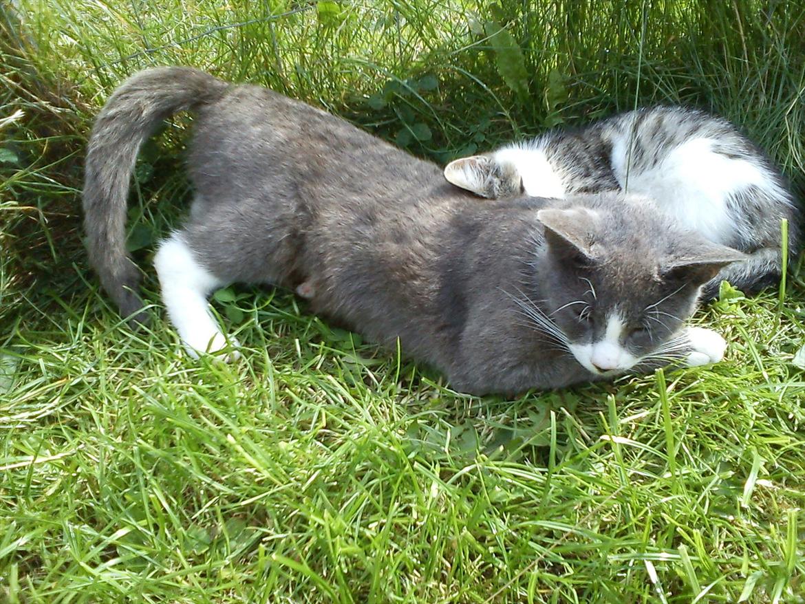 Huskat Plet billede 4