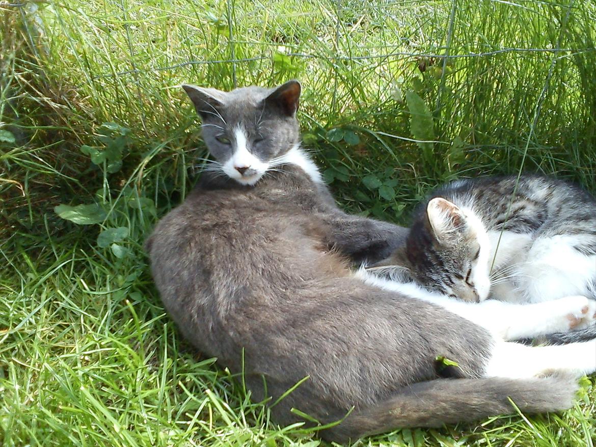 Huskat Plet billede 6