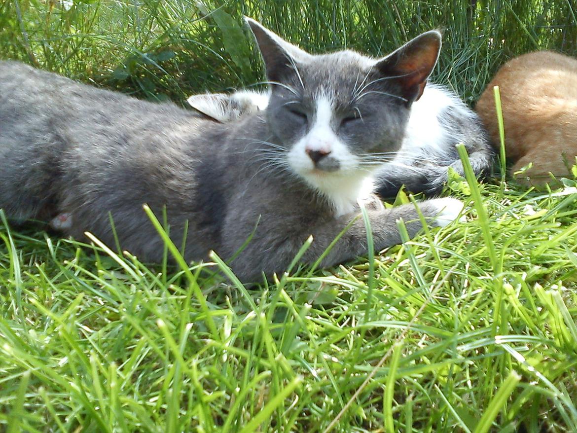 Huskat Plet billede 7