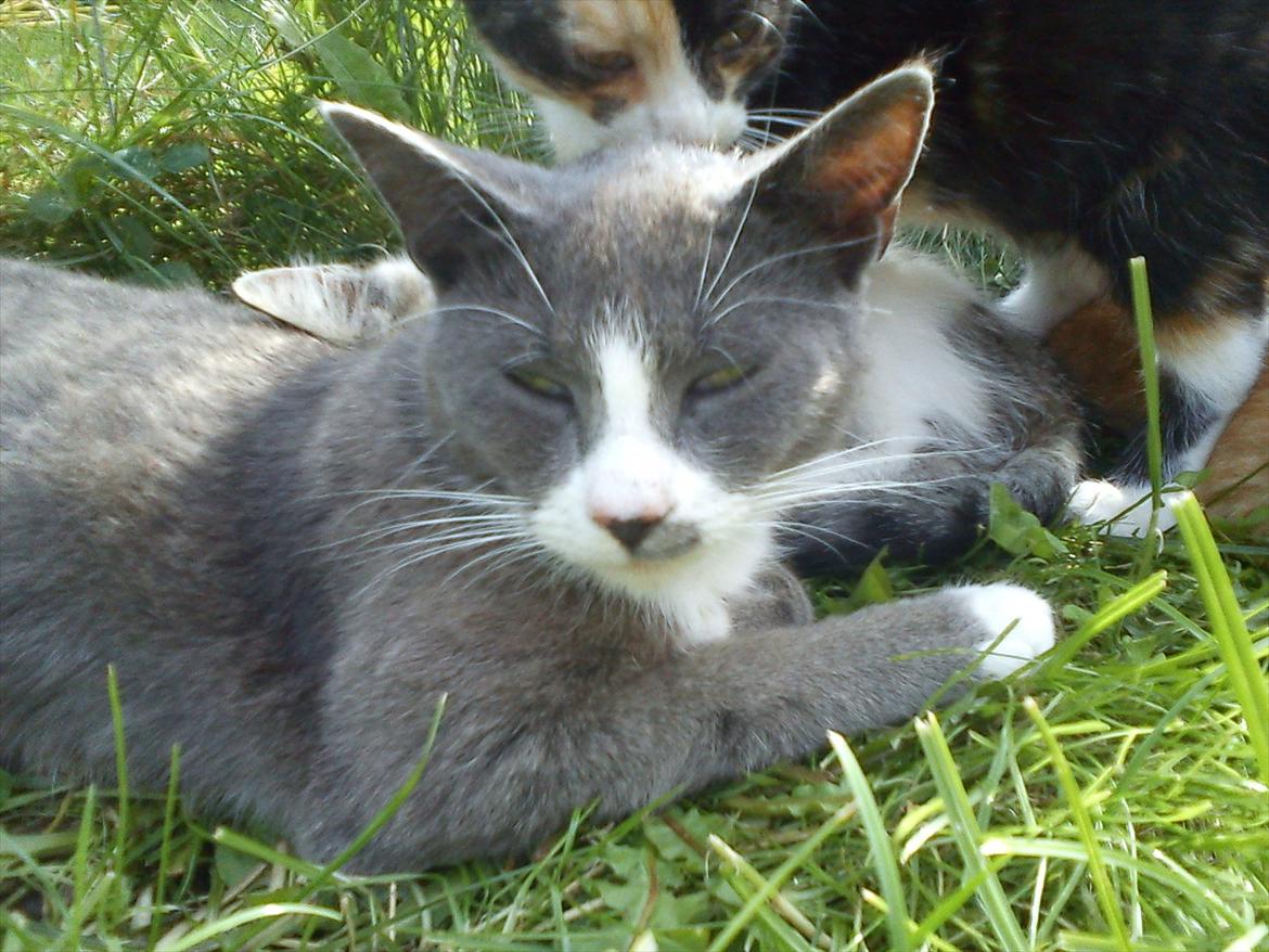 Huskat Plet billede 8