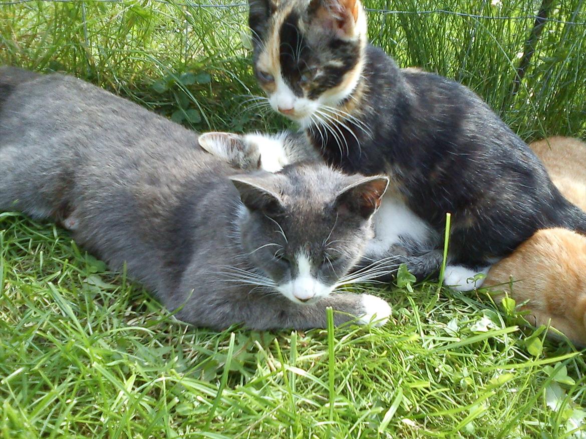 Huskat Plet billede 10