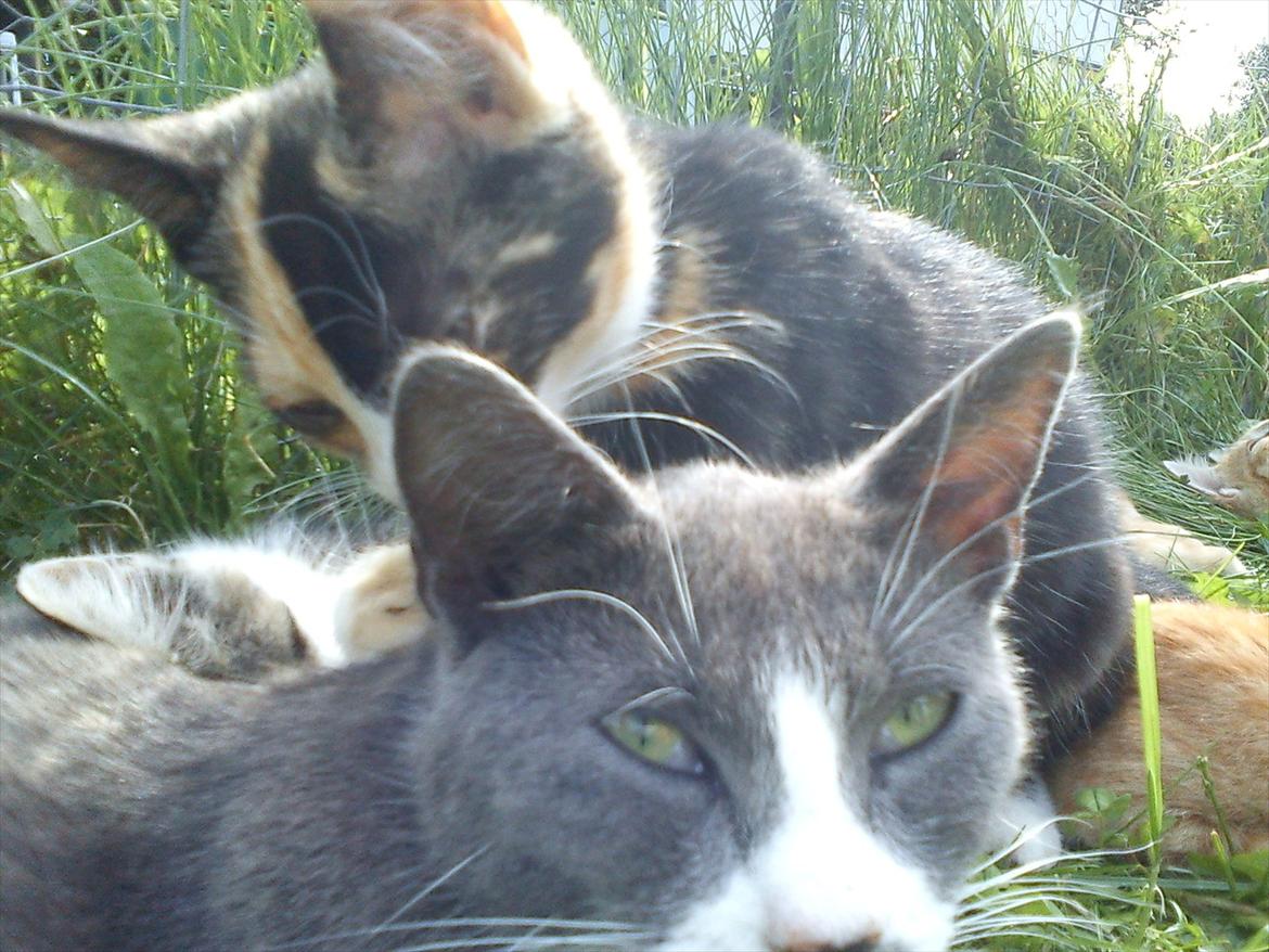 Huskat Plet billede 11