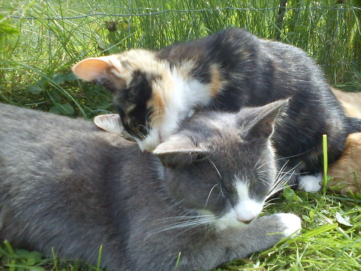 Huskat Plet billede 12