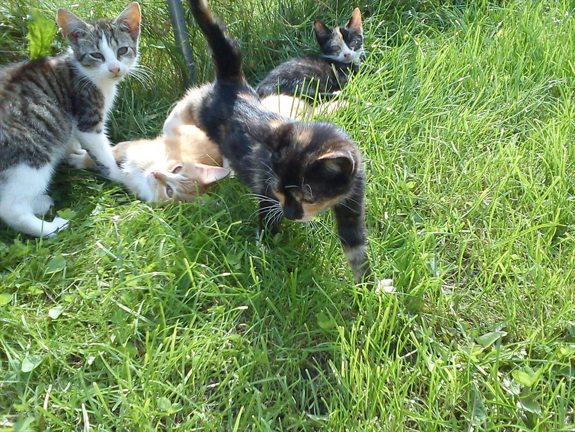 Huskat Fight Mis/ Sally billede 2