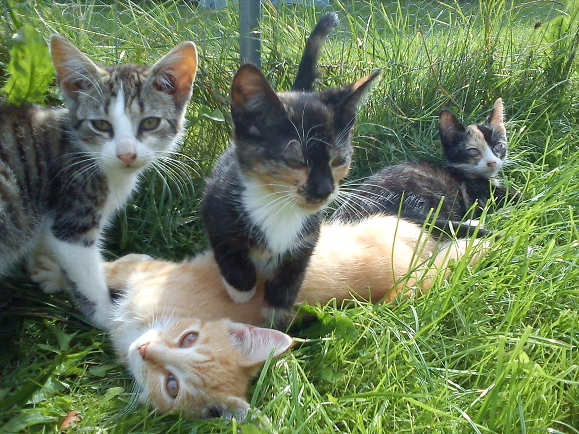 Huskat Fight Mis/ Sally billede 3