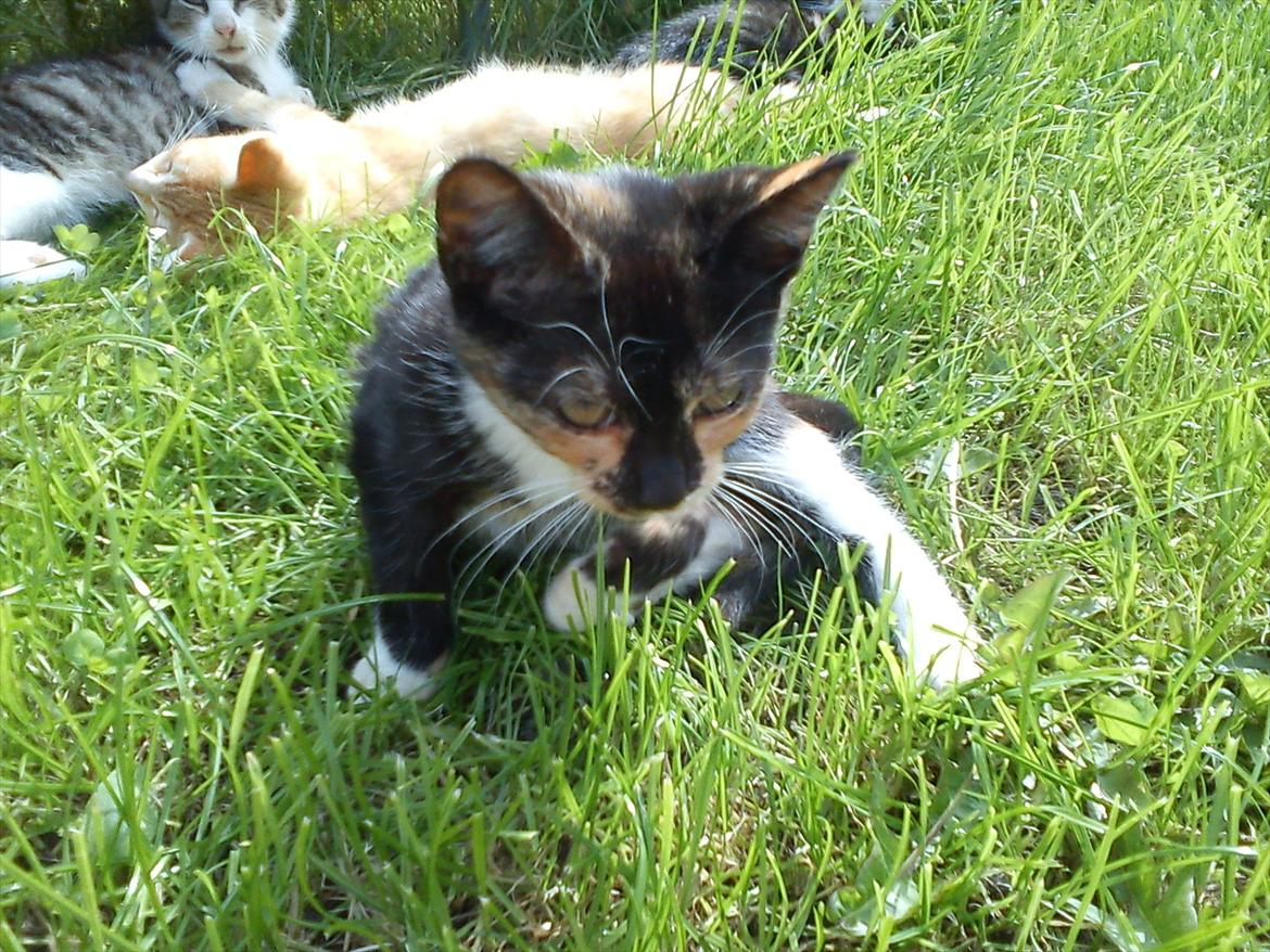 Huskat Fight Mis/ Sally billede 1