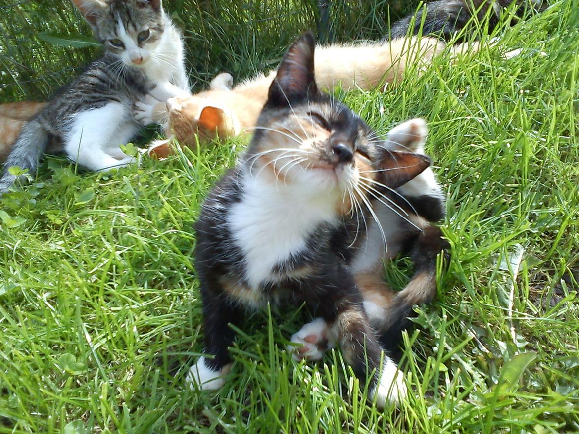 Huskat Fight Mis/ Sally billede 4