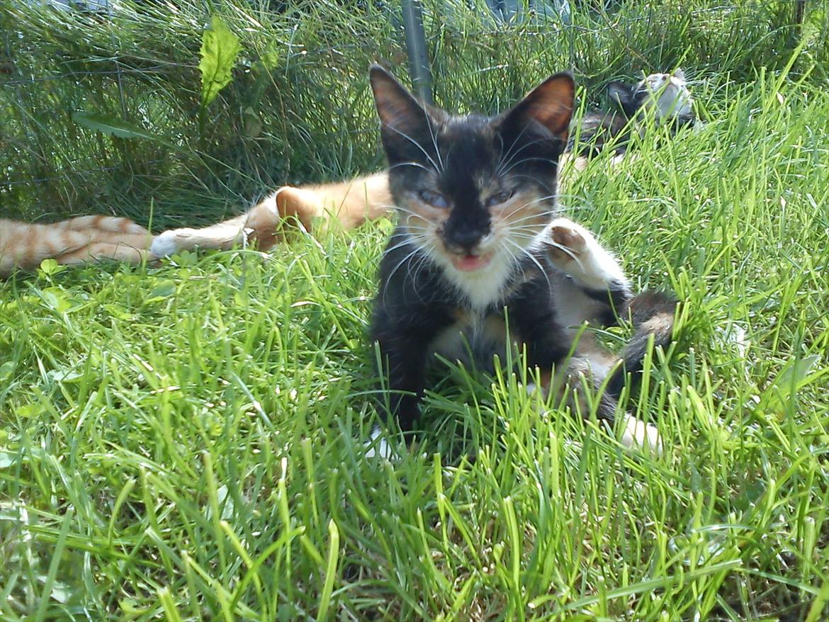 Huskat Fight Mis/ Sally billede 5