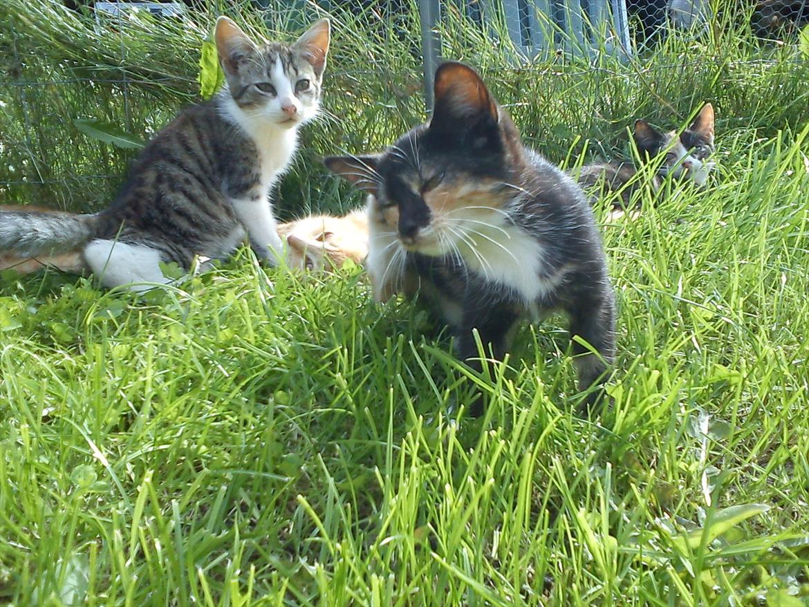 Huskat Fight Mis/ Sally billede 6