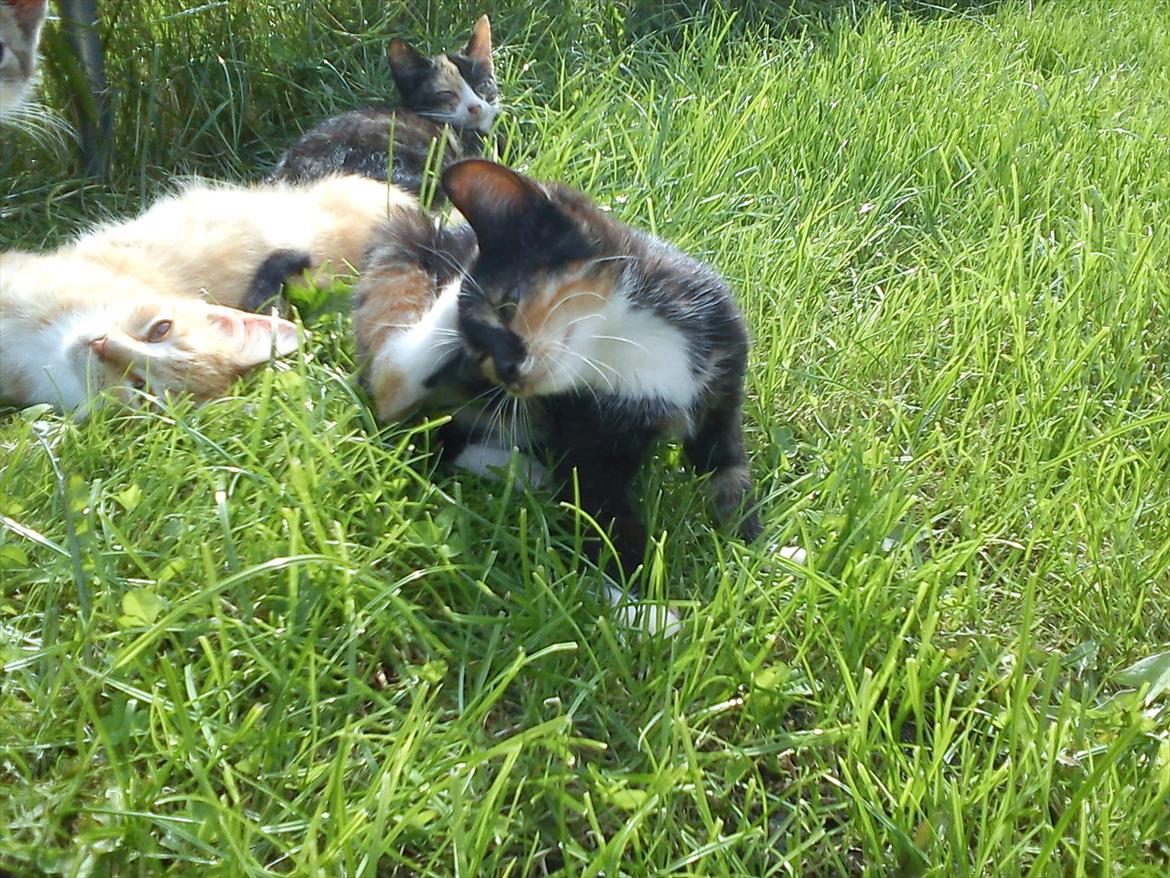 Huskat Fight Mis/ Sally billede 7