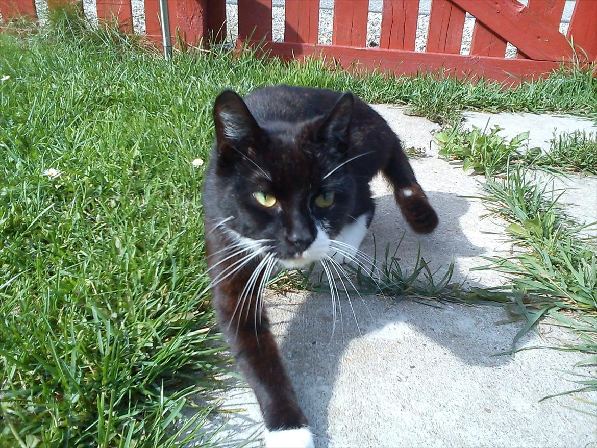 Huskat Vørstel billede 1