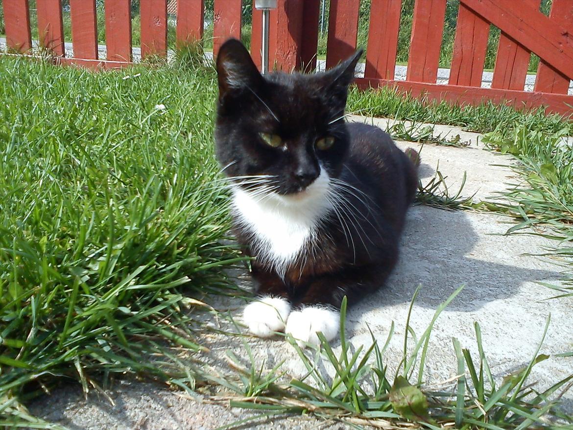 Huskat Vørstel billede 2