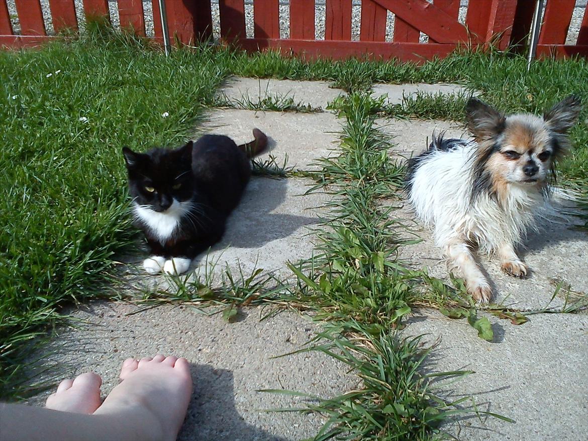 Huskat Vørstel billede 3