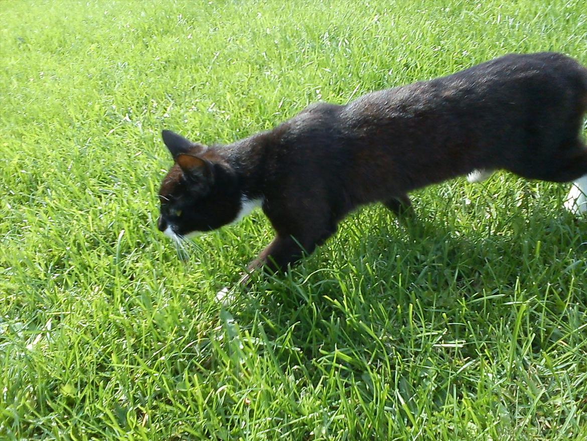 Huskat Vørstel billede 4