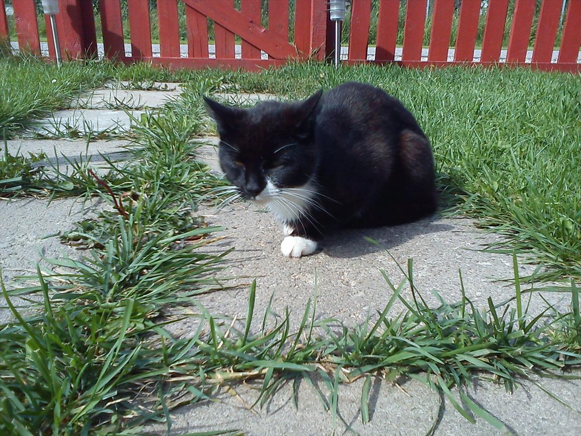 Huskat Vørstel billede 5