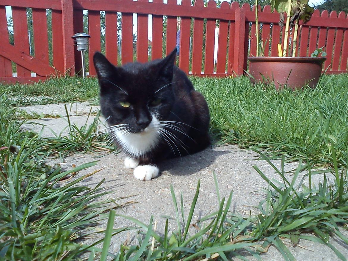 Huskat Vørstel billede 6