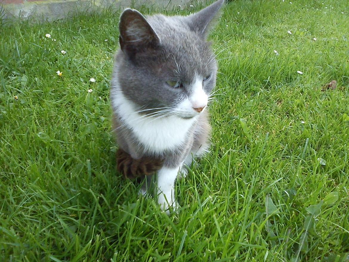 Huskat Bæbs billede 5