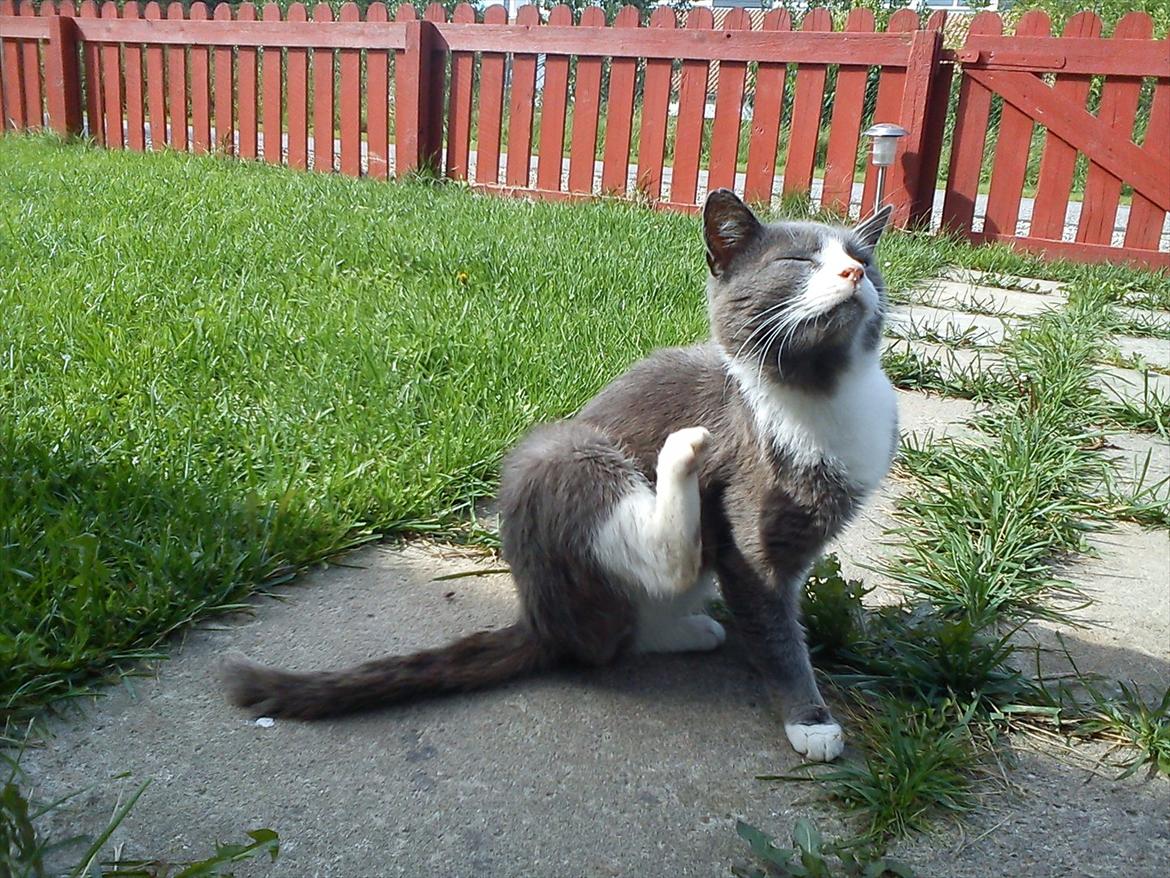 Huskat Bæbs billede 6