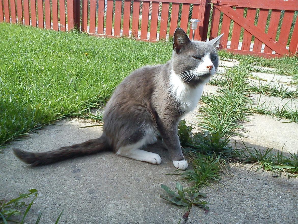 Huskat Bæbs billede 7