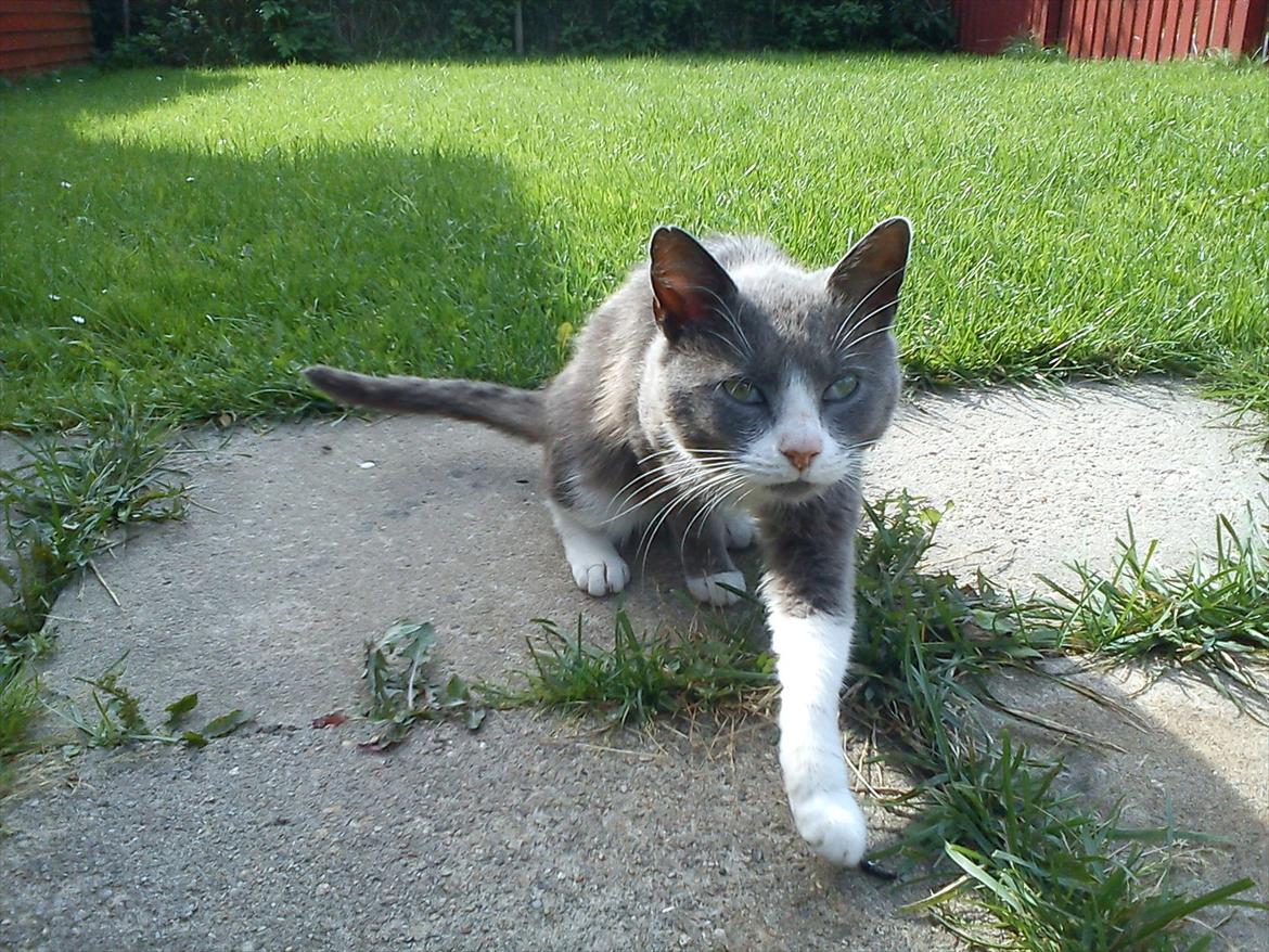 Huskat Bæbs billede 8