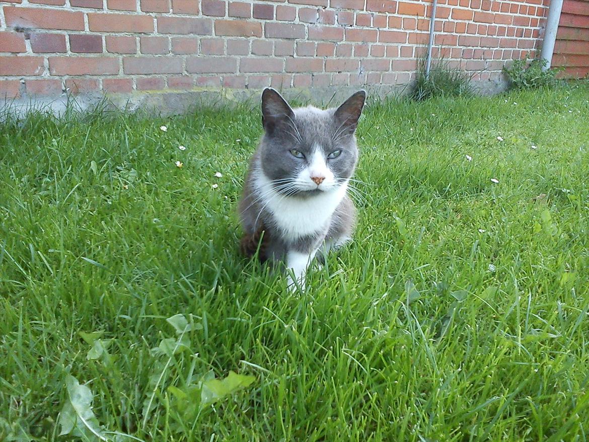 Huskat Bæbs billede 9