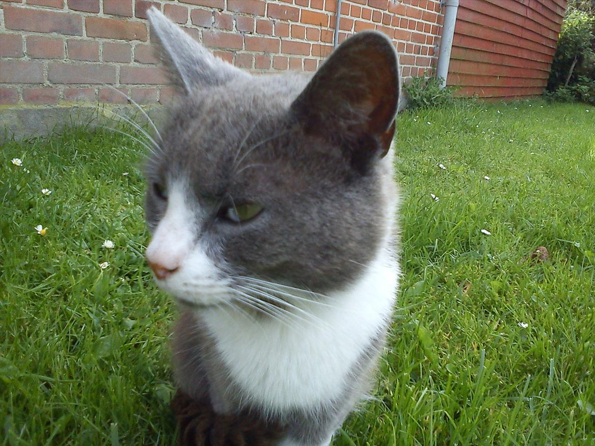 Huskat Bæbs billede 10