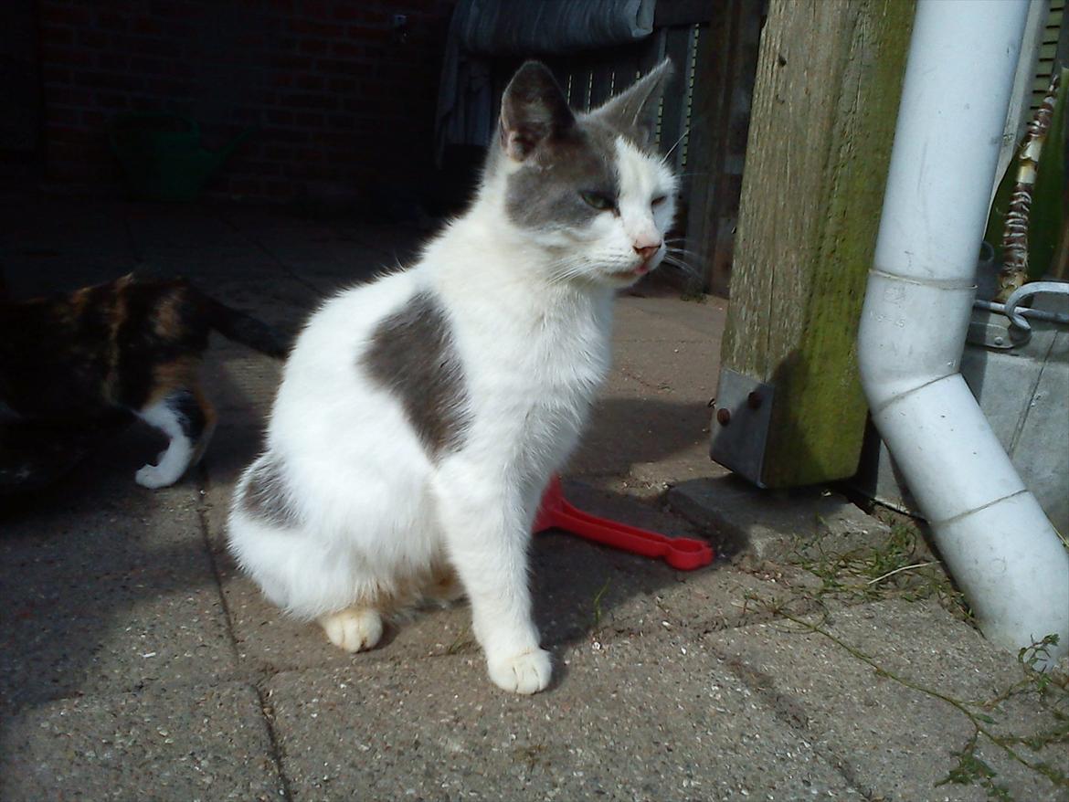 Huskat Bella nutella billede 1