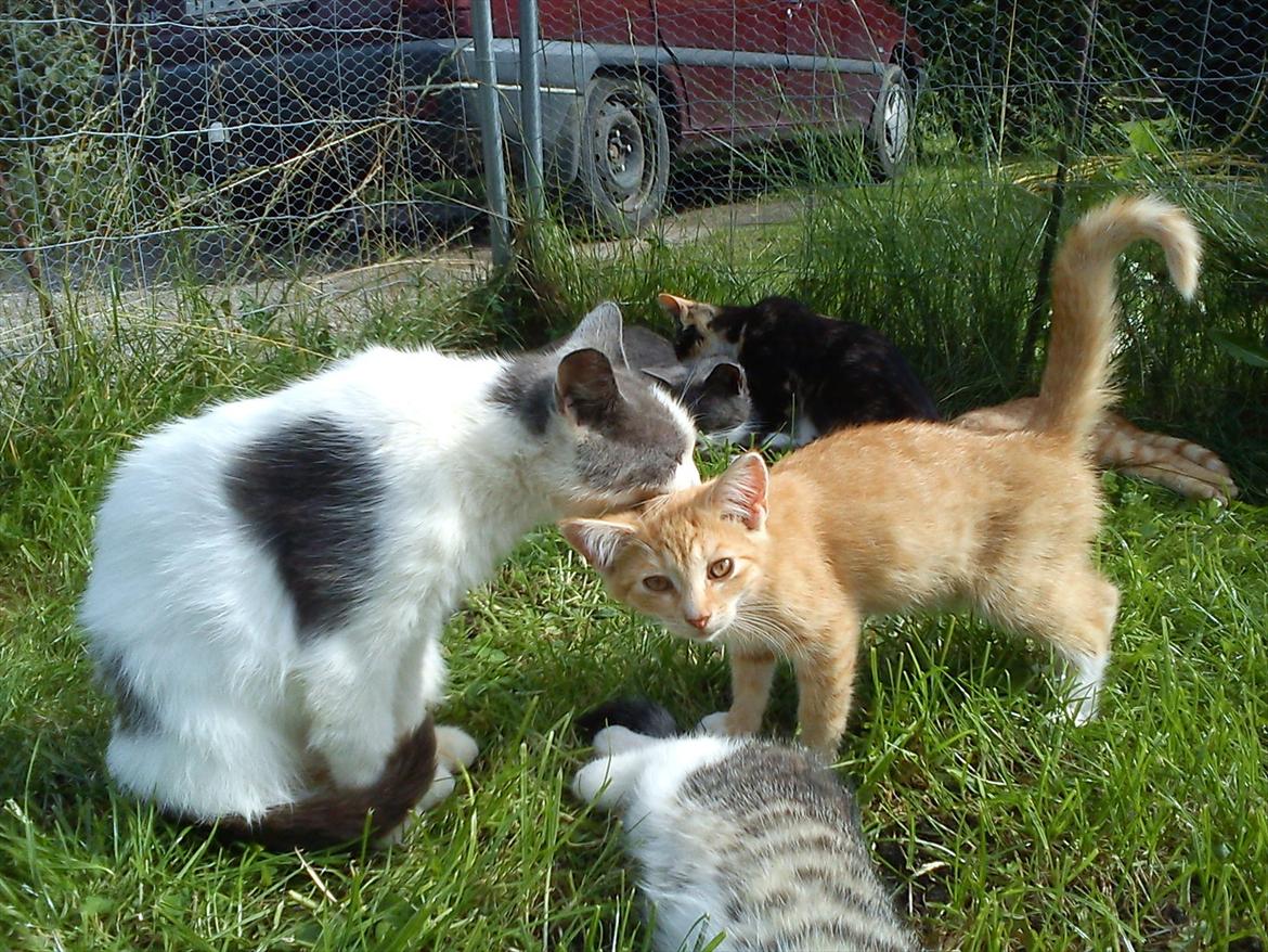 Huskat Bella nutella billede 6