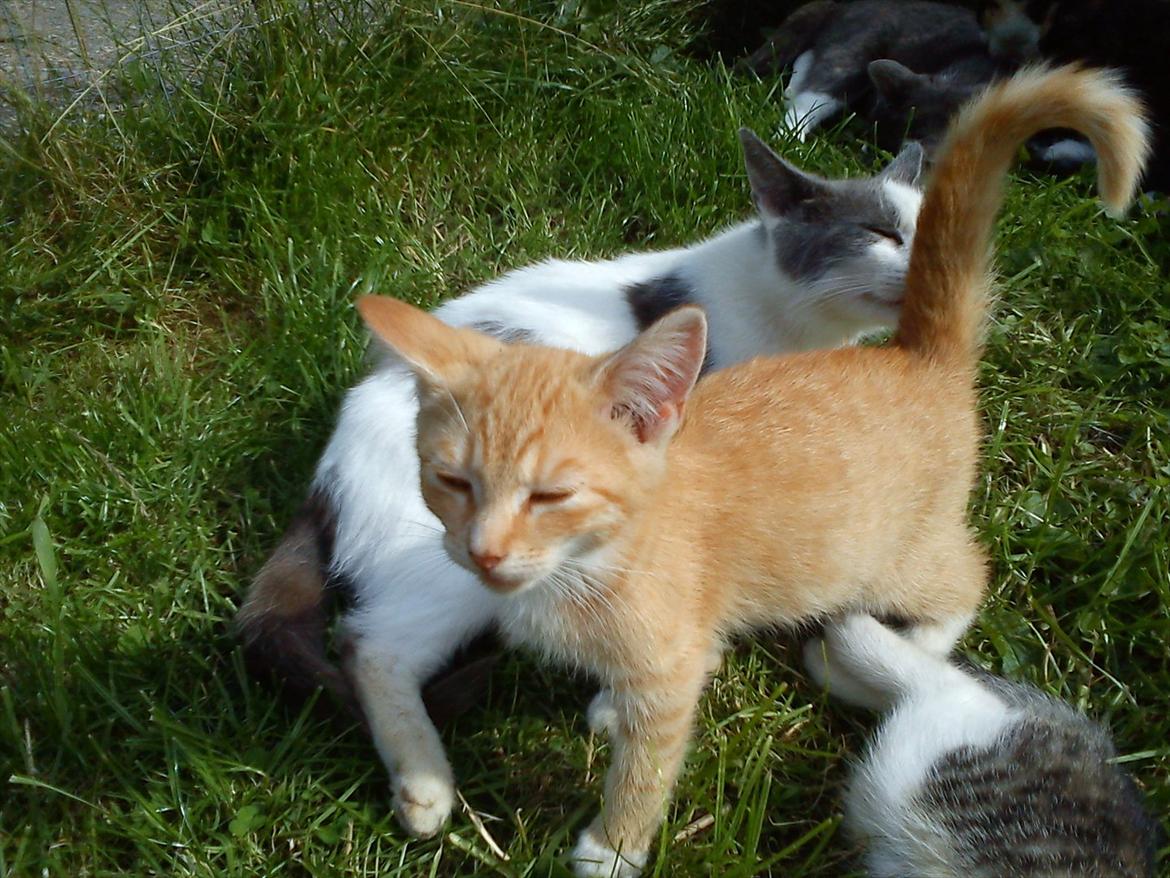 Huskat Bella nutella billede 8