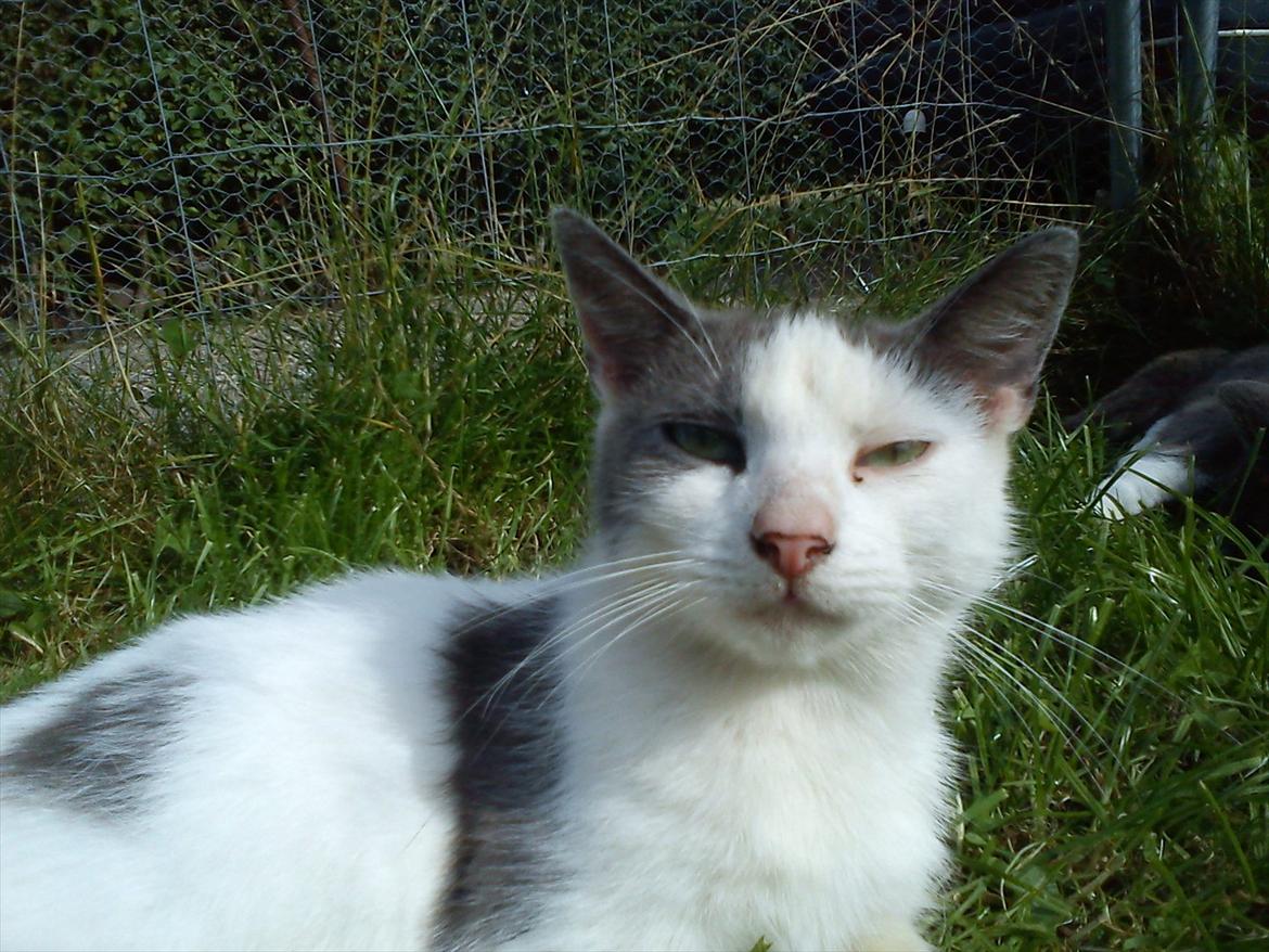 Huskat Bella nutella billede 9