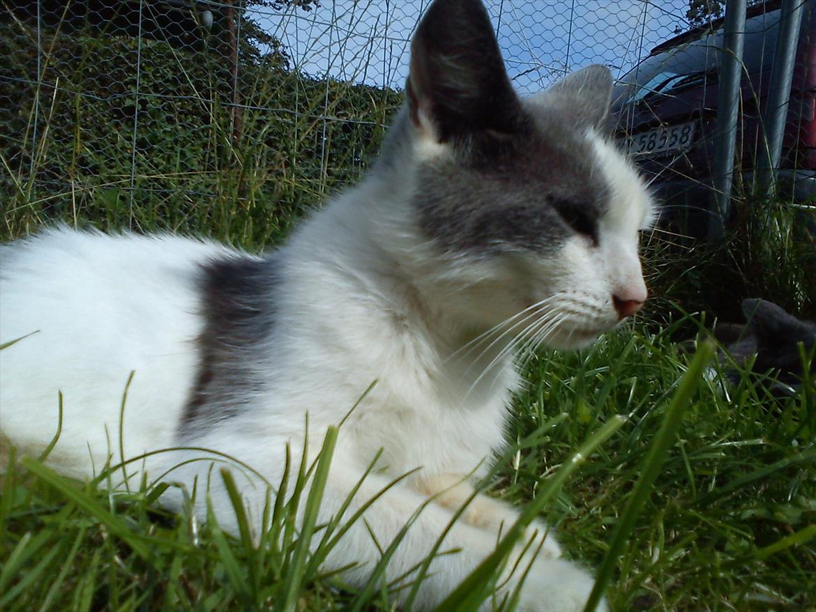 Huskat Bella nutella billede 10