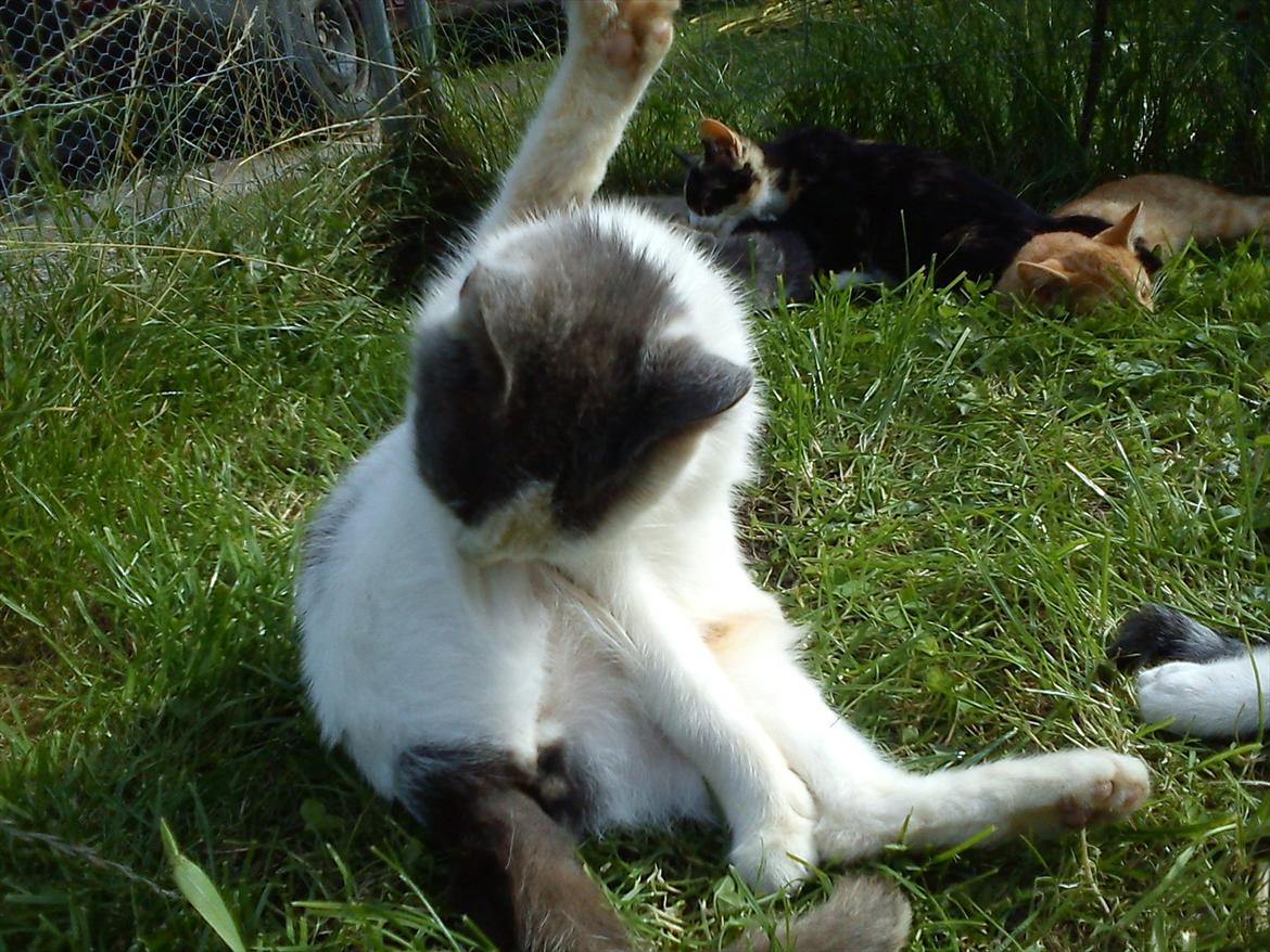 Huskat Bella nutella billede 11