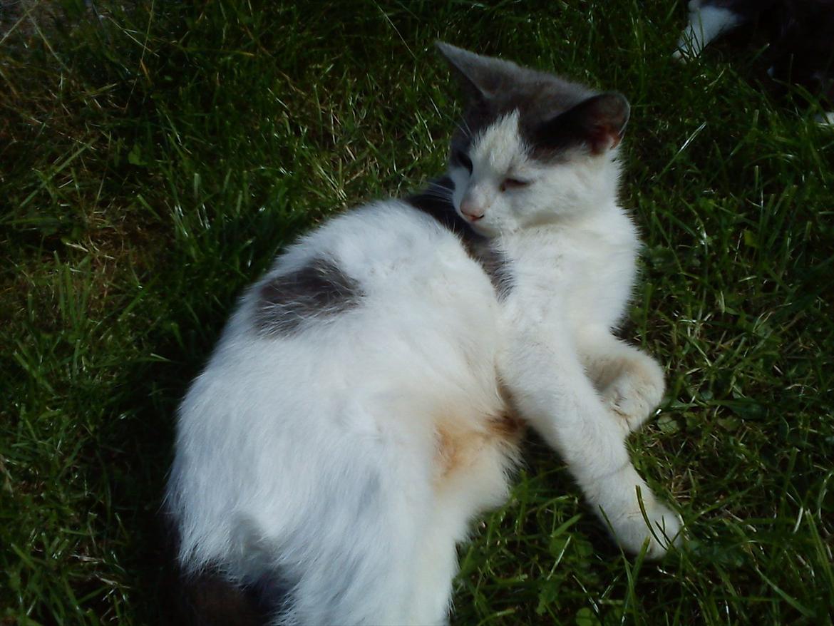 Huskat Bella nutella billede 12