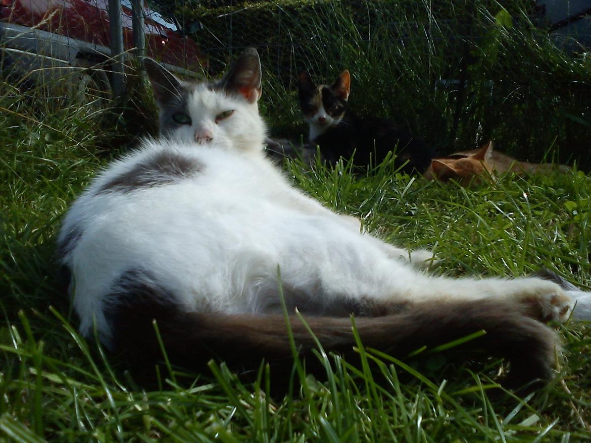 Huskat Bella nutella billede 13