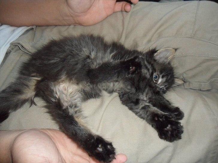 Blanding af racer Didrik billede 2