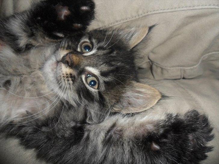 Blanding af racer Didrik billede 3