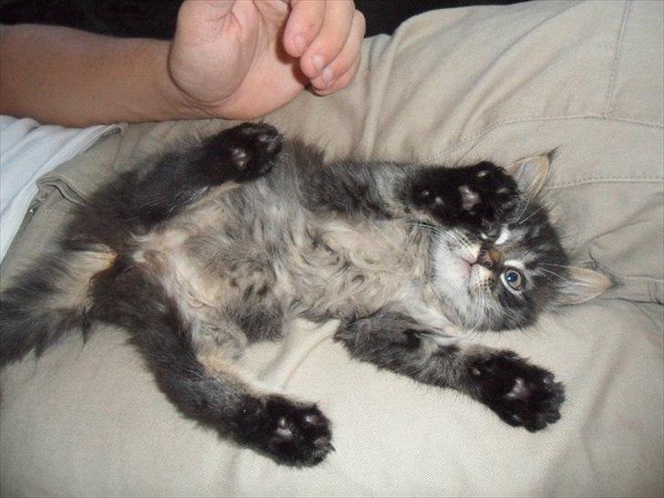 Blanding af racer Didrik billede 4