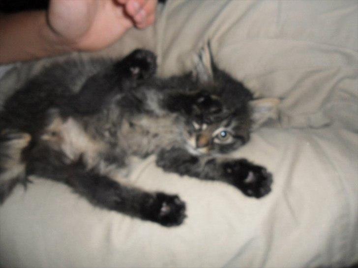 Blanding af racer Didrik billede 5