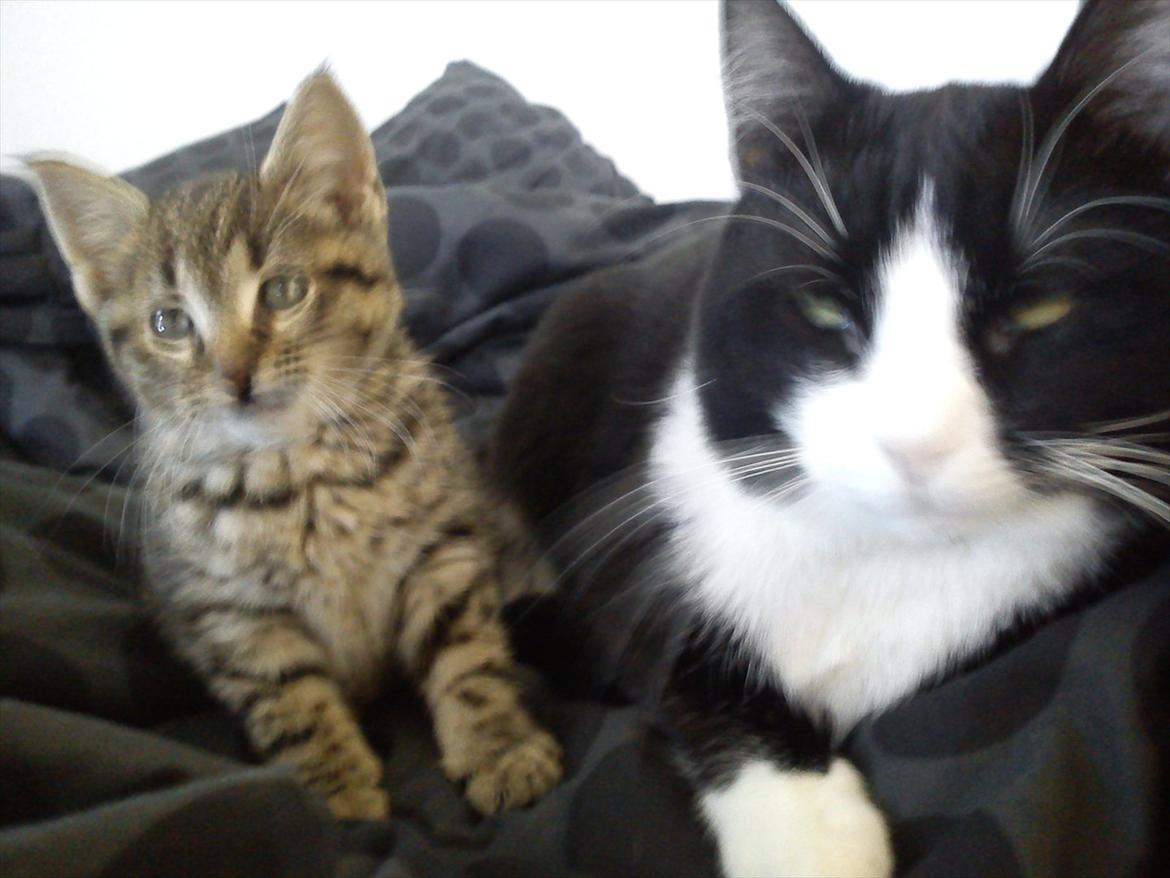 Blanding af racer Coco billede 8