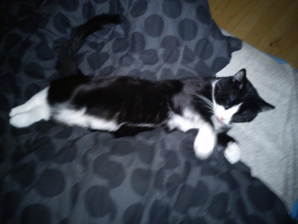 Blanding af racer Coco billede 9