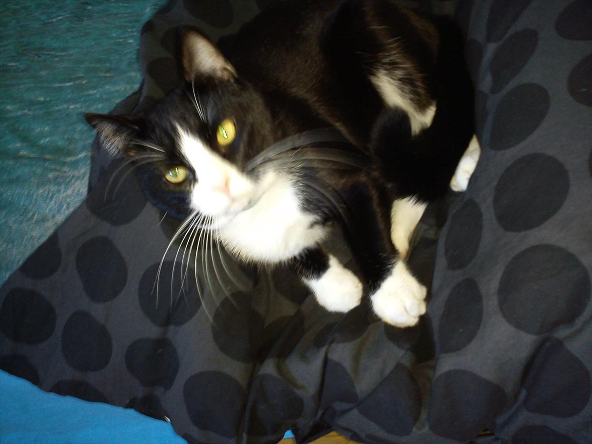 Blanding af racer Coco billede 10