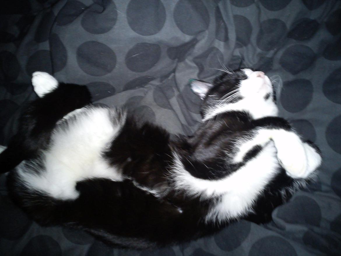 Blanding af racer Coco billede 12